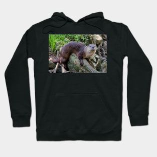 River Otter On A Log Hoodie